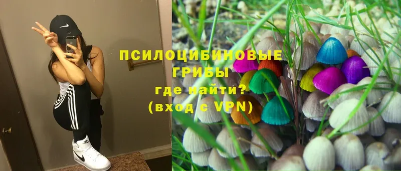 Галлюциногенные грибы Psilocybe  что такое наркотик  Новозыбков 